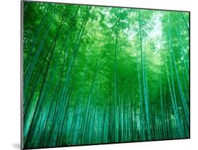 Bamboo Forest, Sagano, Kyoto, Japan-null-Mounted Photographic Print