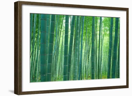 Bamboo Forest, Sagano, Kyoto, Japan-null-Framed Photographic Print