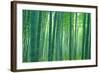 Bamboo Forest, Sagano, Kyoto, Japan-null-Framed Photographic Print