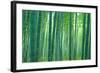 Bamboo Forest, Sagano, Kyoto, Japan-null-Framed Photographic Print