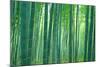 Bamboo Forest, Sagano, Kyoto, Japan-null-Mounted Photographic Print