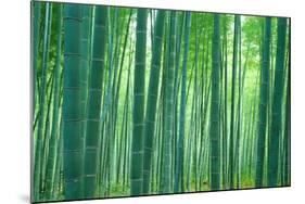 Bamboo Forest, Sagano, Kyoto, Japan-null-Mounted Photographic Print