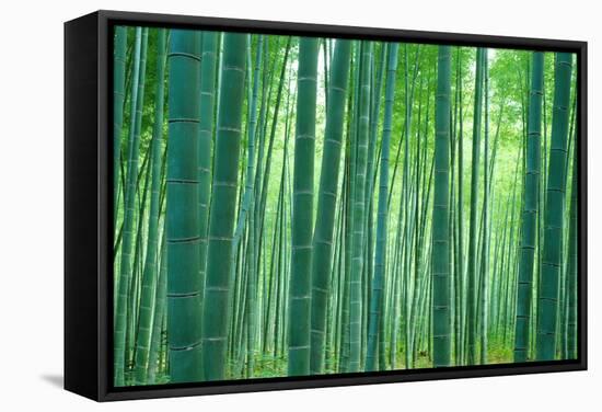 Bamboo Forest, Sagano, Kyoto, Japan-null-Framed Stretched Canvas