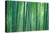 Bamboo Forest, Sagano, Kyoto, Japan-null-Stretched Canvas