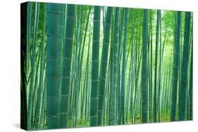 Bamboo Forest, Sagano, Kyoto, Japan-null-Stretched Canvas