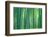 Bamboo Forest, Sagano, Kyoto, Japan-null-Framed Photographic Print