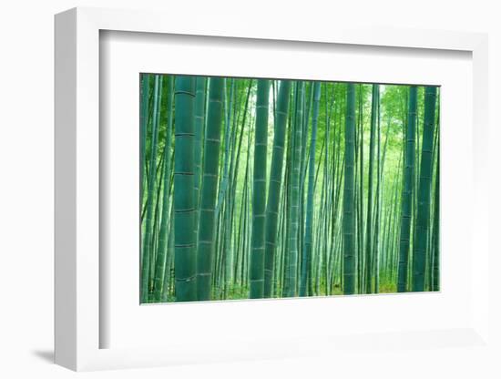 Bamboo Forest, Sagano, Kyoto, Japan-null-Framed Photographic Print