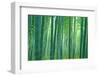 Bamboo Forest, Sagano, Kyoto, Japan-null-Framed Photographic Print