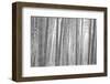 Bamboo Forest, Sagano, Kyoto, Japan-null-Framed Photographic Print