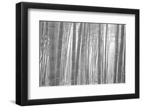 Bamboo Forest, Sagano, Kyoto, Japan-null-Framed Photographic Print