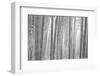 Bamboo Forest, Sagano, Kyoto, Japan-null-Framed Photographic Print