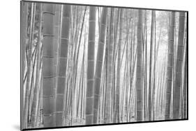 Bamboo Forest, Sagano, Kyoto, Japan-null-Mounted Photographic Print