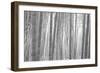 Bamboo Forest, Sagano, Kyoto, Japan-null-Framed Photographic Print