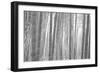 Bamboo Forest, Sagano, Kyoto, Japan-null-Framed Photographic Print