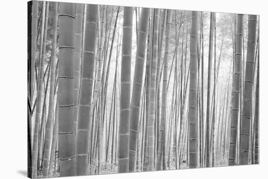 Bamboo Forest, Sagano, Kyoto, Japan-null-Stretched Canvas