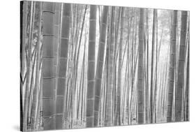 Bamboo Forest, Sagano, Kyoto, Japan-null-Stretched Canvas