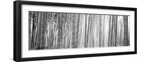 Bamboo Forest, Sagano, Kyoto, Japan-null-Framed Photographic Print