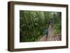 Bamboo Forest, Sichuan Province, China, Asia-Michael Snell-Framed Photographic Print