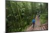 Bamboo Forest, Sichuan Province, China, Asia-Michael Snell-Mounted Photographic Print