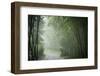 Bamboo Forest, Sichuan Province, China, Asia-Michael Snell-Framed Premium Photographic Print