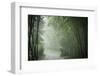 Bamboo Forest, Sichuan Province, China, Asia-Michael Snell-Framed Premium Photographic Print