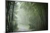 Bamboo Forest, Sichuan Province, China, Asia-Michael Snell-Mounted Premium Photographic Print