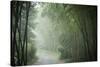 Bamboo Forest, Sichuan Province, China, Asia-Michael Snell-Stretched Canvas