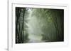 Bamboo Forest, Sichuan Province, China, Asia-Michael Snell-Framed Photographic Print