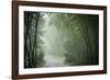 Bamboo Forest, Sichuan Province, China, Asia-Michael Snell-Framed Photographic Print