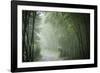 Bamboo Forest, Sichuan Province, China, Asia-Michael Snell-Framed Photographic Print