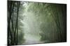 Bamboo Forest, Sichuan Province, China, Asia-Michael Snell-Mounted Photographic Print