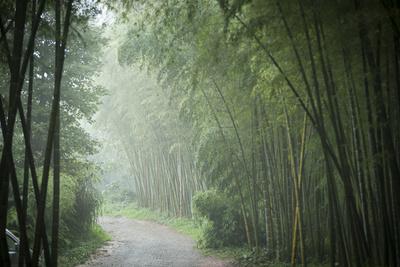 https://imgc.allpostersimages.com/img/posters/bamboo-forest-sichuan-province-china-asia_u-L-Q1BSSUJ0.jpg?artPerspective=n