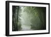 Bamboo Forest, Sichuan Province, China, Asia-Michael Snell-Framed Photographic Print
