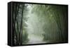 Bamboo Forest, Sichuan Province, China, Asia-Michael Snell-Framed Stretched Canvas