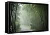 Bamboo Forest, Sichuan Province, China, Asia-Michael Snell-Framed Stretched Canvas