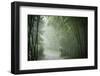 Bamboo Forest, Sichuan Province, China, Asia-Michael Snell-Framed Photographic Print