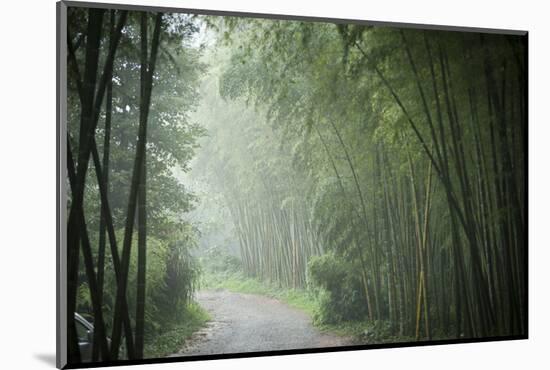 Bamboo Forest, Sichuan Province, China, Asia-Michael Snell-Mounted Photographic Print