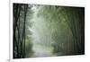 Bamboo Forest, Sichuan Province, China, Asia-Michael Snell-Framed Photographic Print