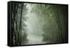 Bamboo Forest, Sichuan Province, China, Asia-Michael Snell-Framed Stretched Canvas