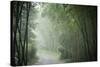 Bamboo Forest, Sichuan Province, China, Asia-Michael Snell-Stretched Canvas
