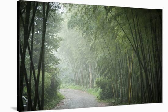 Bamboo Forest, Sichuan Province, China, Asia-Michael Snell-Stretched Canvas