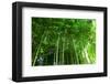 Bamboo Forest-null-Framed Art Print