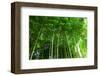 Bamboo Forest-null-Framed Art Print