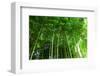 Bamboo Forest-null-Framed Art Print