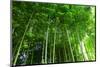 Bamboo Forest-null-Mounted Art Print