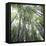 Bamboo Forest-Micha Pawlitzki-Framed Stretched Canvas