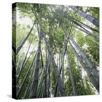 Bamboo Forest-Micha Pawlitzki-Stretched Canvas