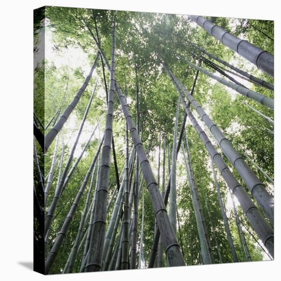 Bamboo Forest-Micha Pawlitzki-Stretched Canvas