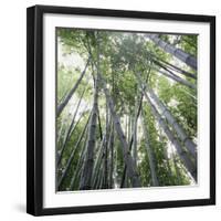 Bamboo Forest-Micha Pawlitzki-Framed Photographic Print