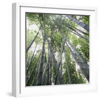 Bamboo Forest-Micha Pawlitzki-Framed Photographic Print